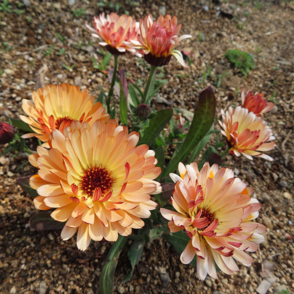 キンセンカの無料(フリー)写真