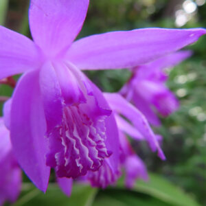 シランの花を撮影した無料写真素材