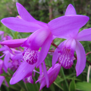 シランの花を撮影した無料写真素材