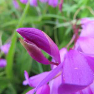 シランの花を撮影した無料写真素材