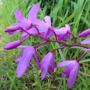 シランの花を撮影した無料写真素材