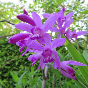 シランの花を撮影した無料写真素材