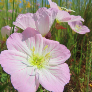 ヒルザキツキミソウの花を撮影した無料写真素材