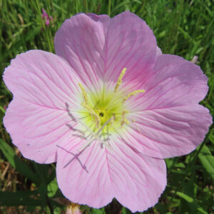 ヒルザキツキミソウの花を撮影した無料写真素材