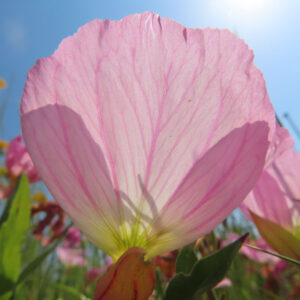ヒルザキツキミソウの花を撮影した無料写真素材