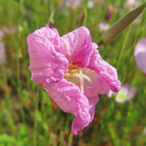ヒルザキツキミソウの花を撮影した無料写真素材