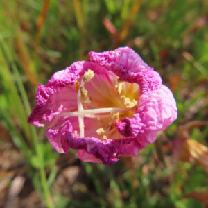 ヒルザキツキミソウの花を撮影した無料写真素材
