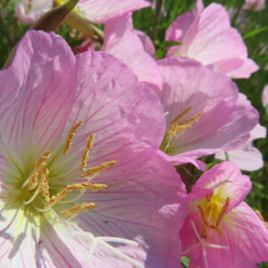 ヒルザキツキミソウの花を撮影した無料写真素材