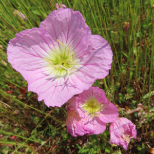 ヒルザキツキミソウの花を撮影した無料写真素材