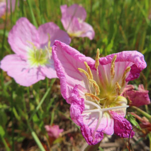 ヒルザキツキミソウの花を撮影した無料写真素材