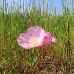 ヒルザキツキミソウの花を撮影した無料写真素材