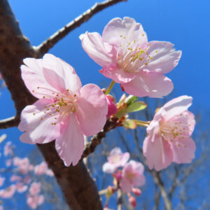 カワヅザクラの花を撮影した無料写真素材