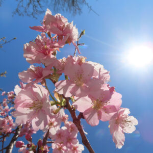 カワヅザクラの花を撮影した無料写真素材
