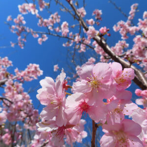 カワヅザクラの花を撮影した無料写真素材