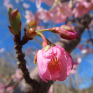 カワヅザクラの花を撮影した無料写真素材