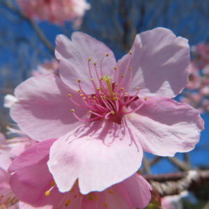 カワヅザクラの花を撮影した無料写真素材