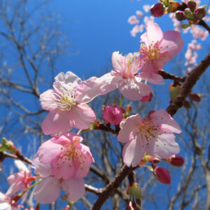 カワヅザクラの花を撮影した無料写真素材