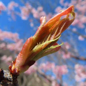 カワヅザクラの花を撮影した無料写真素材