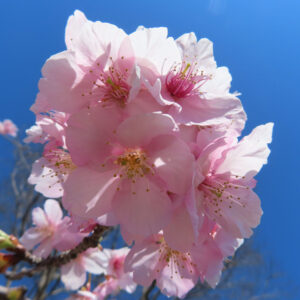 カワヅザクラの花を撮影した無料写真素材