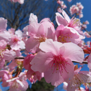 カワヅザクラの花を撮影した無料写真素材