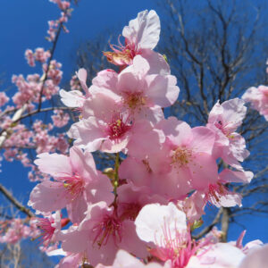カワヅザクラの花を撮影した無料写真素材