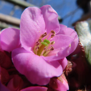 ヒマラヤユキノシタの花を撮影した無料写真素材