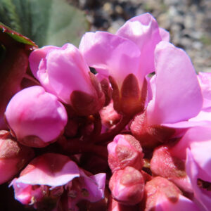ヒマラヤユキノシタの花を撮影した無料写真素材