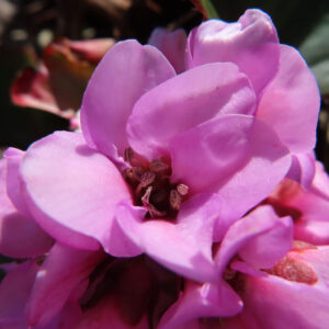 ヒマラヤユキノシタの花を撮影した無料写真素材