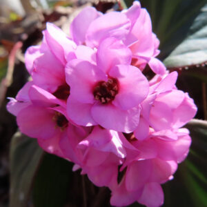 ヒマラヤユキノシタの花を撮影した無料写真素材