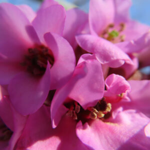 ヒマラヤユキノシタの花を撮影した無料写真素材