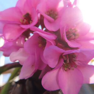ヒマラヤユキノシタの花を撮影した無料写真素材