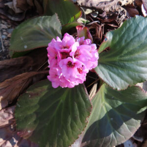 ヒマラヤユキノシタの花を撮影した無料写真素材