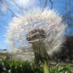 タンポポの花を撮影した無料写真素材