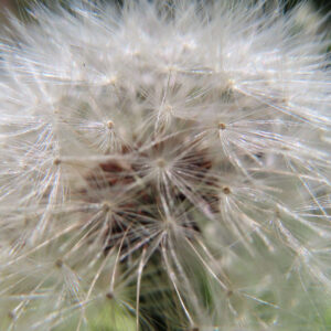 タンポポの花を撮影した無料写真素材