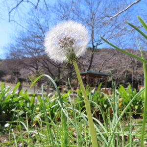 タンポポの花を撮影した無料写真素材