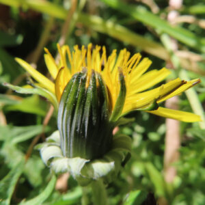 タンポポの花を撮影した無料写真素材
