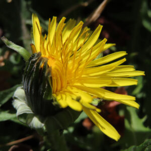 タンポポの花を撮影した無料写真素材