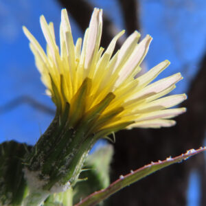 ノゲシの花を撮影した無料写真素材