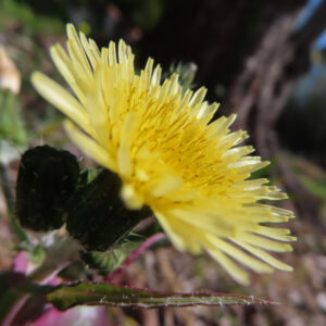 ノゲシの花を撮影した無料写真素材
