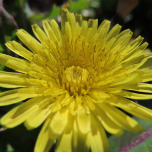 ノゲシの花を撮影した無料写真素材