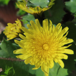 ノゲシの花を撮影した無料写真素材