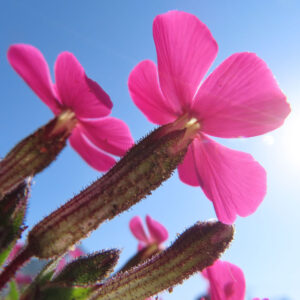 ツルコザクラの花を撮影した無料写真素材