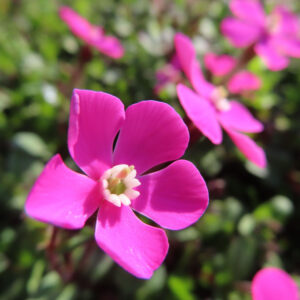 ツルコザクラの花を撮影した無料写真素材