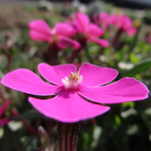 ツルコザクラの花を撮影した無料写真素材