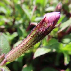 ツルコザクラの花を撮影した無料写真素材