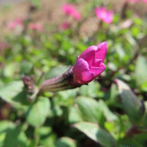ツルコザクラの花を撮影した無料写真素材