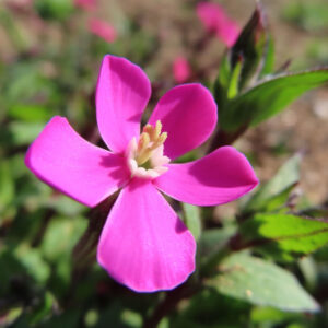 ツルコザクラの花を撮影した無料写真素材