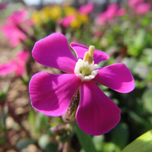 ツルコザクラの花を撮影した無料写真素材