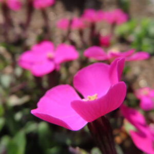 ツルコザクラの花を撮影した無料写真素材