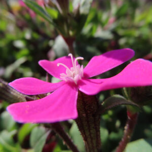 ツルコザクラの花を撮影した無料写真素材